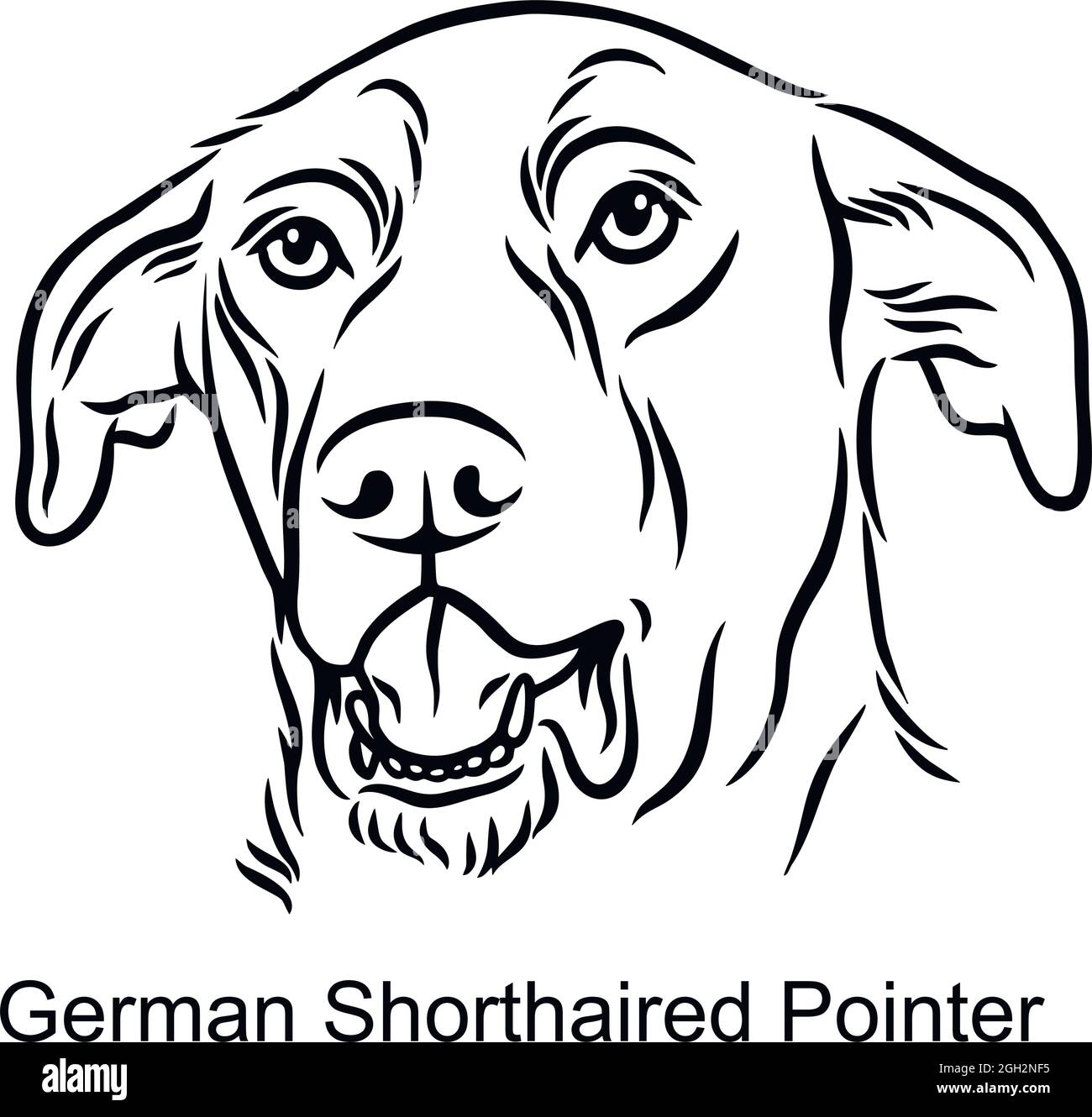 German Shorthaired Pointer Portrait Dog in Line style - Pet Portrait in Light Style head isolated on white - vector stock Stock Vector