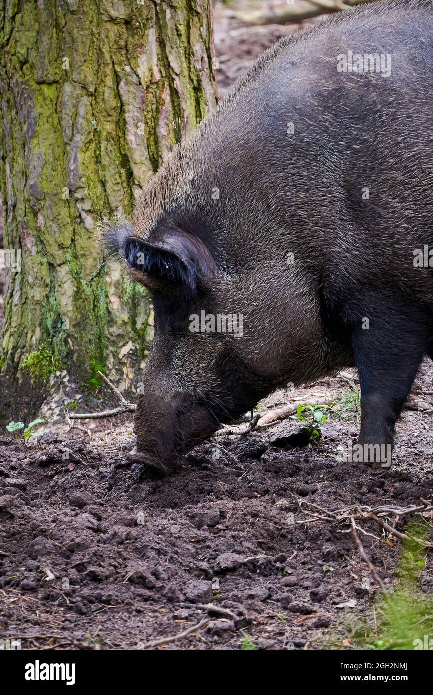 Wild boar in natural habitat ( Sus Scrofa Stock Photo - Alamy