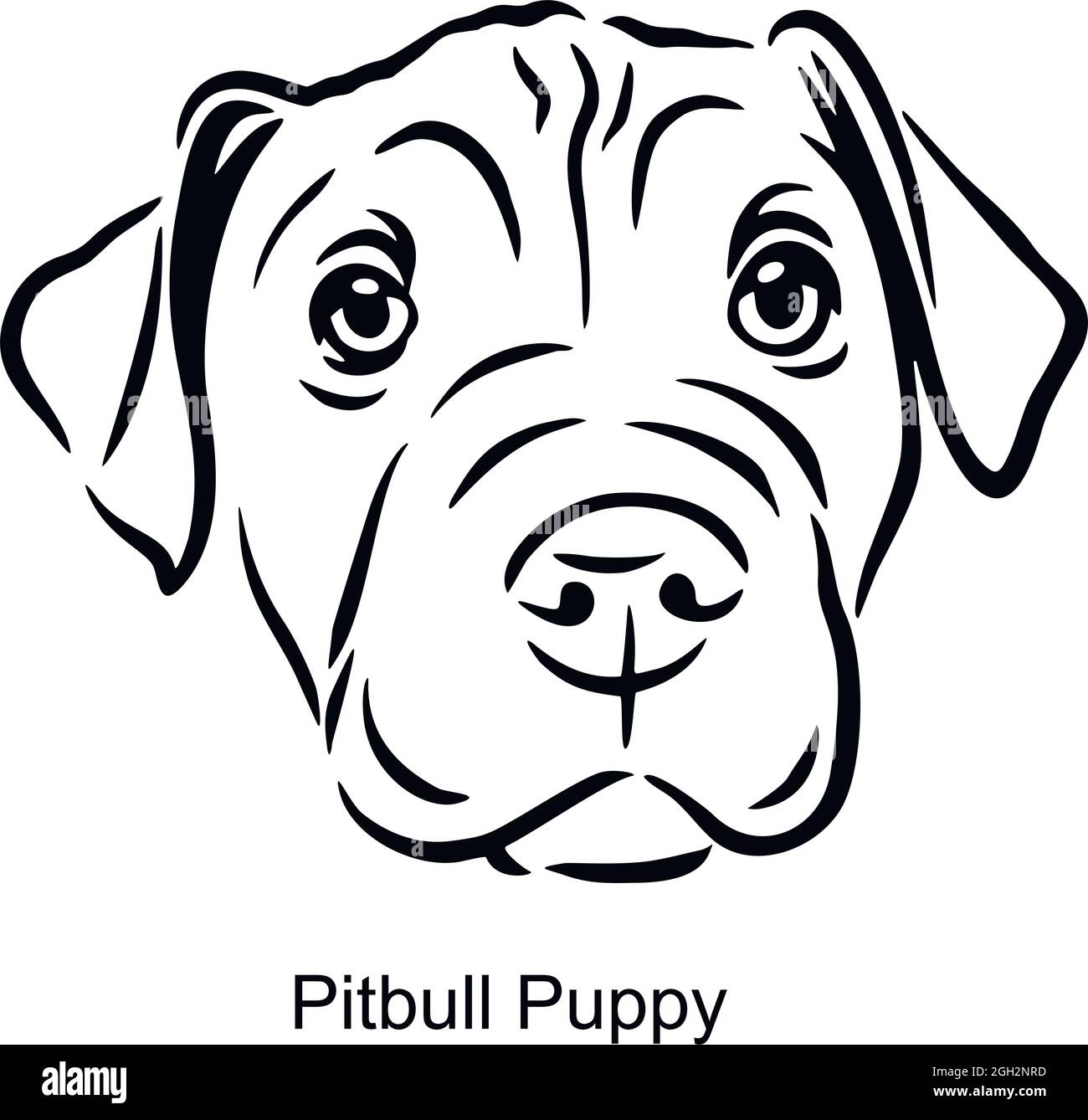 pitbull puppy drawing