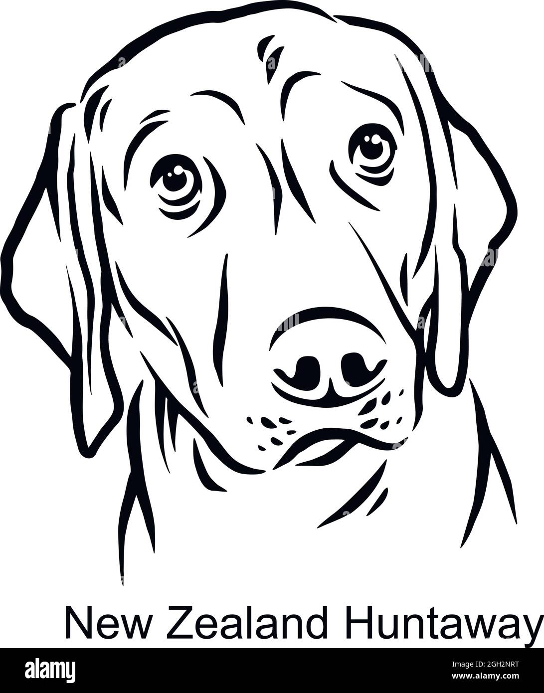 New Zealand Huntaway Portrait Dog in Line style - Pet Portrait in Light Style head isolated on white - vector stock Stock Vector