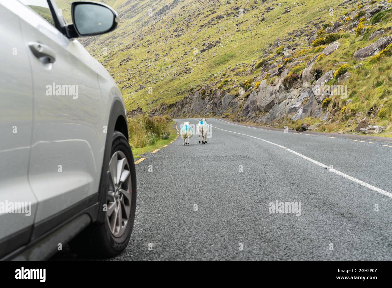 Goats holdup car on Slieve Mish mountain road in Ireland Stock Photo