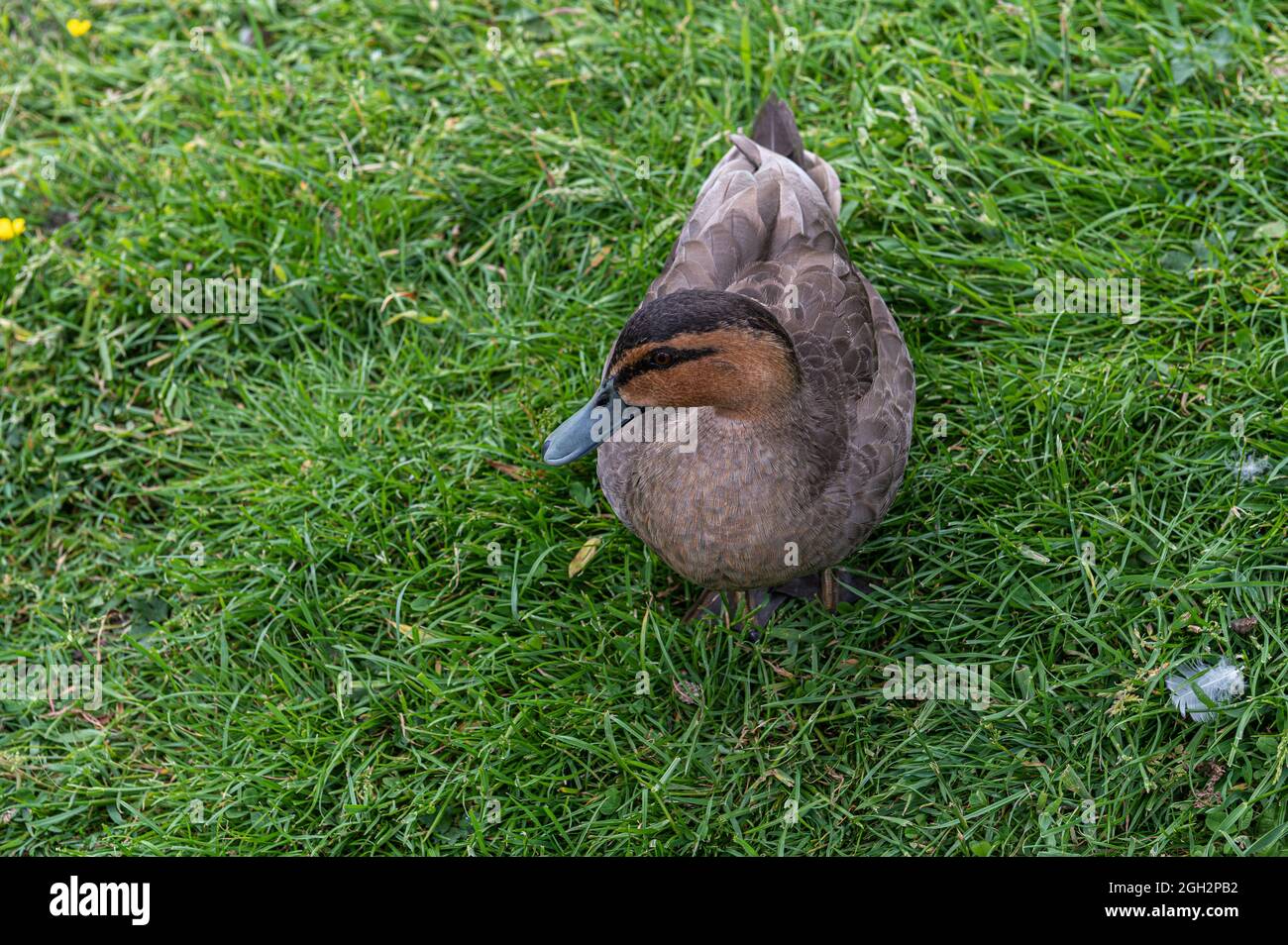 Philippine Duck captive in Washington Wetland Centre, Washington, Tyne and wear, UK Stock Photo