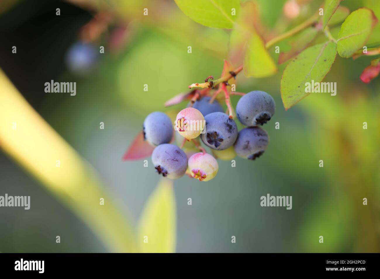 Heidelbeere, Blaubeere, Blueberry Stock Photo Alamy