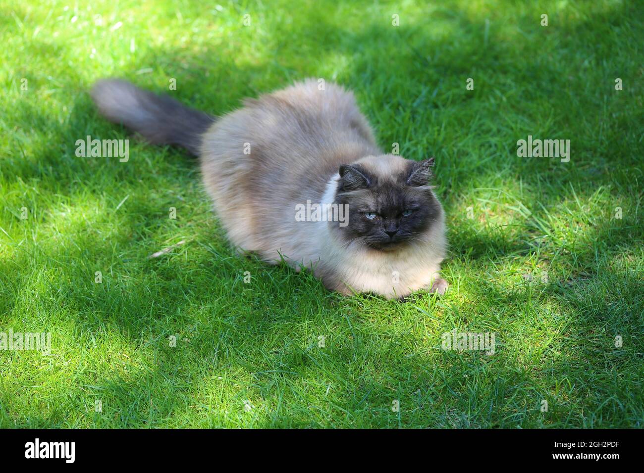 Ragamuffin hi-res stock photography and images - Alamy