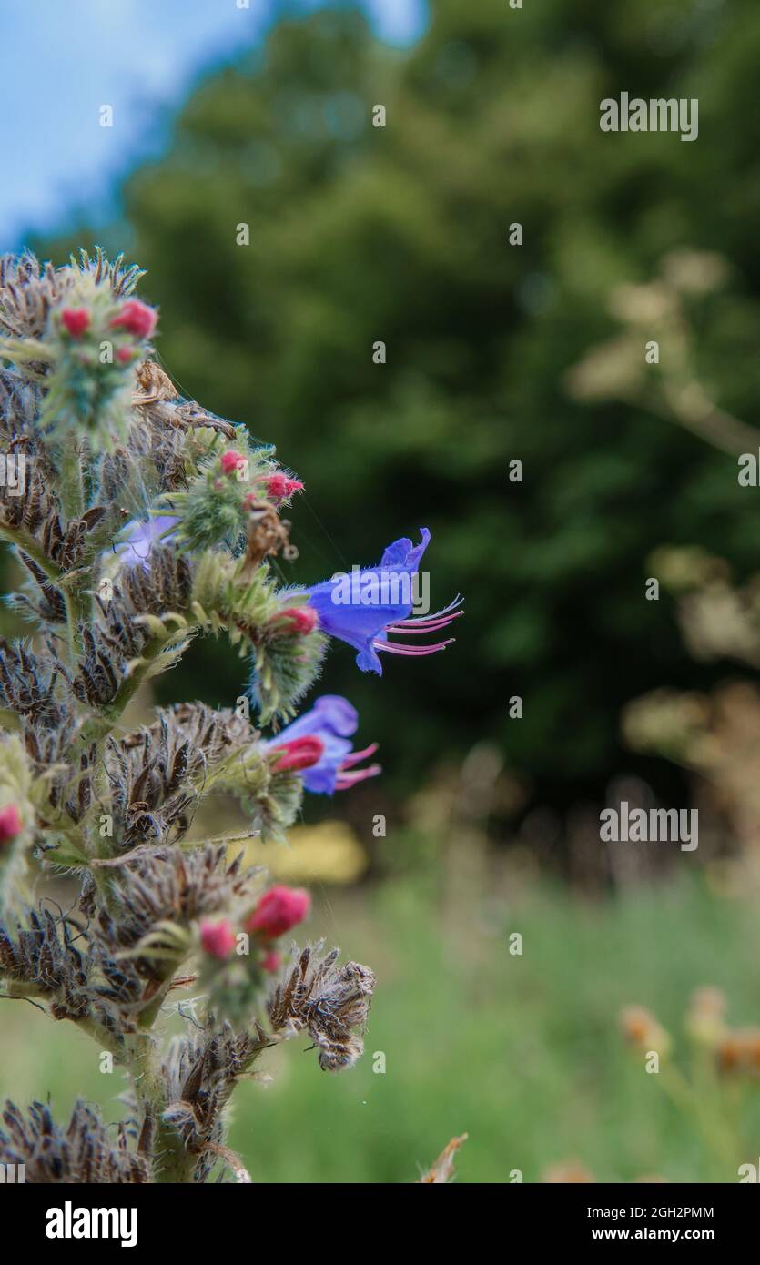 Vibrant blue Viper's-bugloss (Echium vulgare) also known as blueweed growing wild on Salisbury Plain grasslands in Wiltshire UK Stock Photo