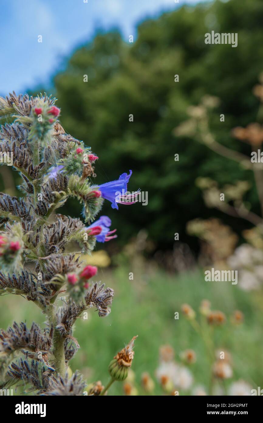 Vibrant blue Viper's-bugloss (Echium vulgare) also known as blueweed growing wild on Salisbury Plain grasslands in Wiltshire UK Stock Photo
