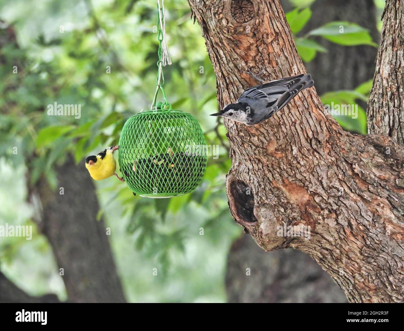 Birds on a Feeder: An American goldfinch and a white breasted nuthatch