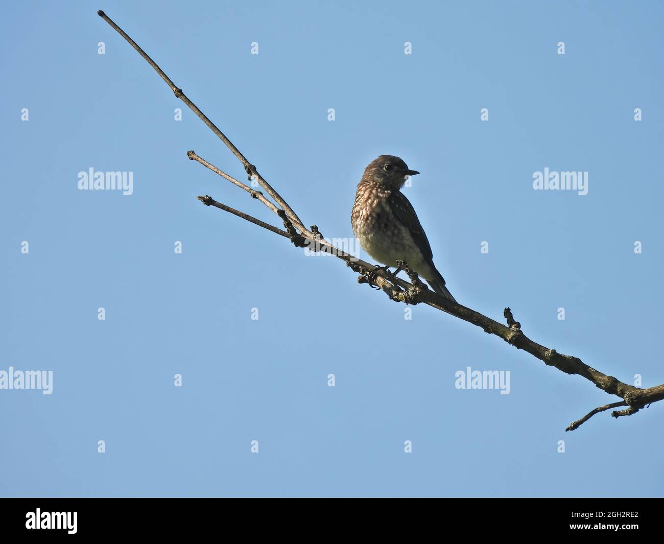 Bluebird on a Branch: A young male Eastern bluebird perched on a single branch against a bright blue sky Stock Photo