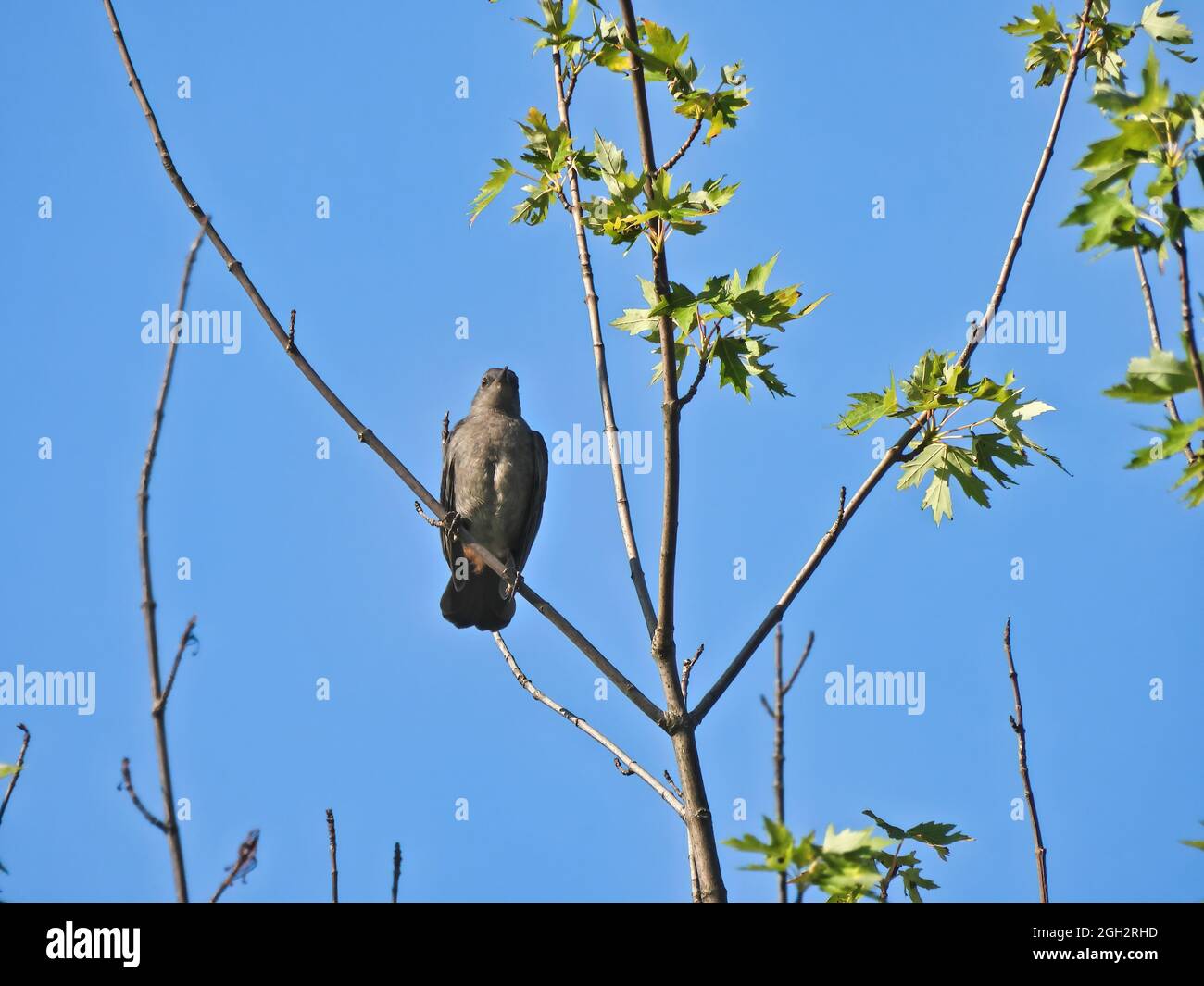 Gray bird Perched in Tree A gray catbird is perched in a small tree