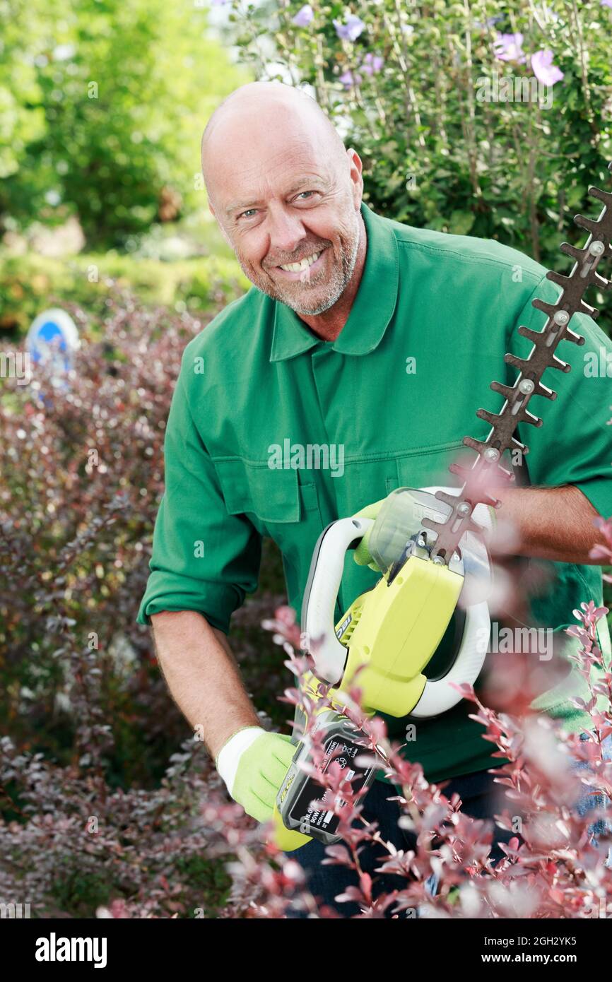 a man gardener trimming hedge Stock Photo - Alamy