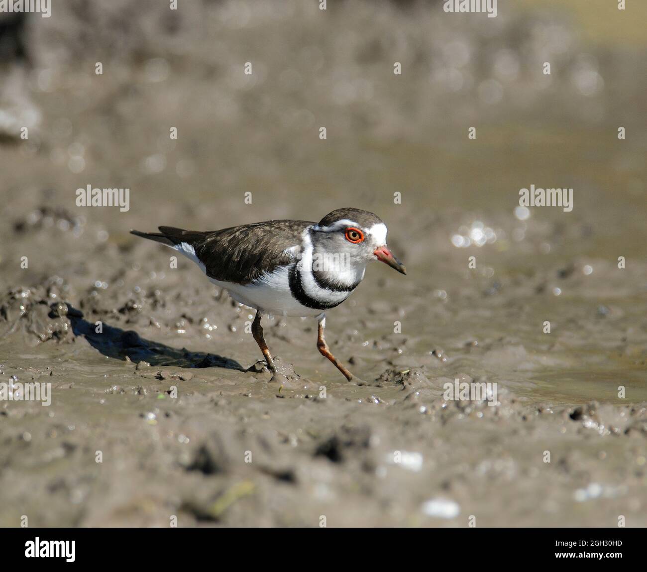 Three banded plover, (Charadrius tricollaris), Kriger National Park ...