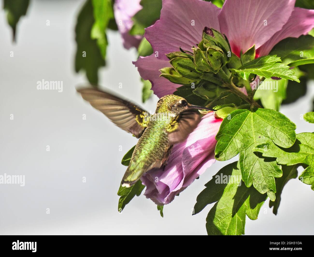 Hummingbird and Flower: Ruby-throated hummingbird feeds on nectar from a hibiscus flower while in flight on a bright summer day Stock Photo