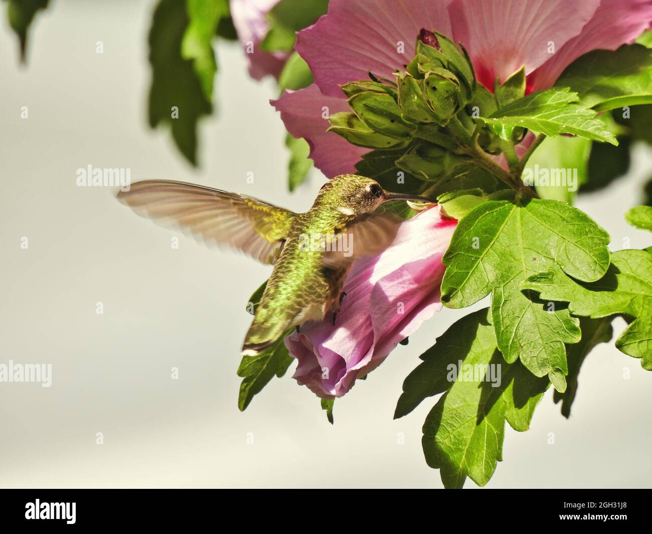 Hummingbird and Flower: Ruby-throated hummingbird feeds on nectar from a hibiscus flower while in flight on a bright summer day Stock Photo