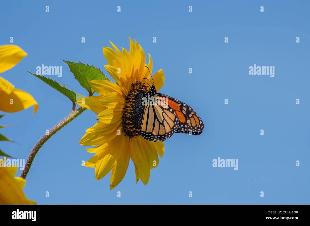side view of monarch butterfly on a flower Stock Photo