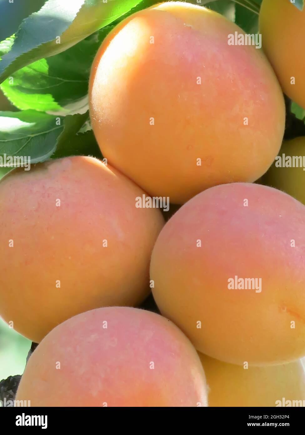 Blenheim Apricots Growing on Tree Branch Stock Photo Alamy