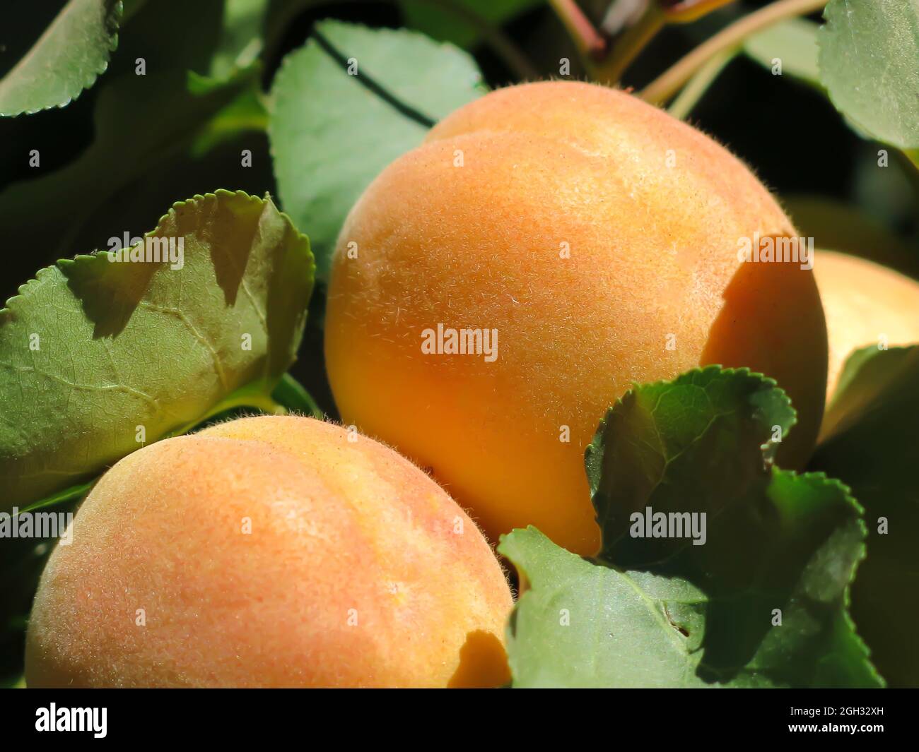 Blenheim Apricots Growing on Tree Branch Stock Photo Alamy