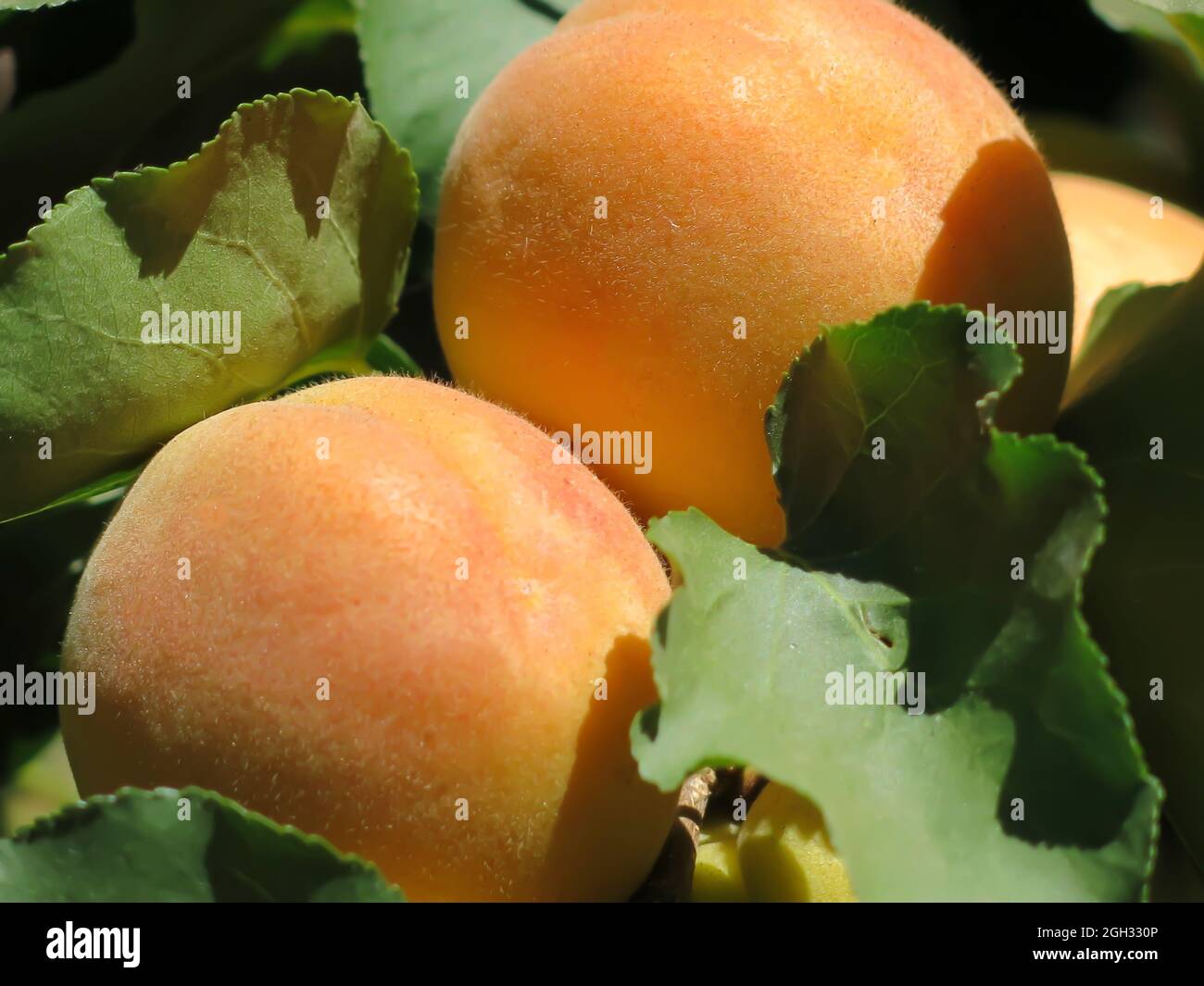 Blenheim Apricots Growing on Tree Branch Stock Photo Alamy