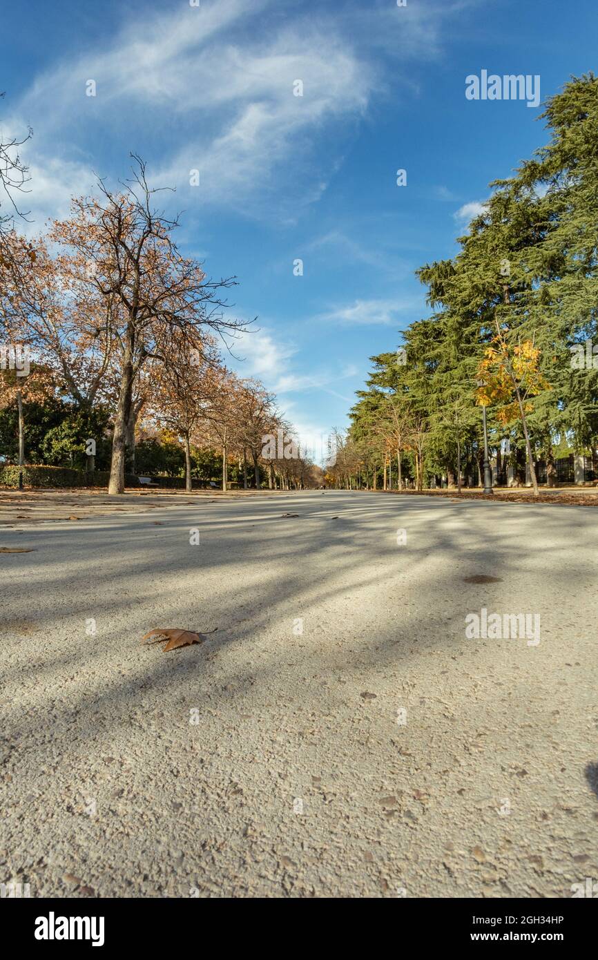 Colourful autumn trees with yellow leafs in the Retiro Park in Madrid, Spain. Stock Photo