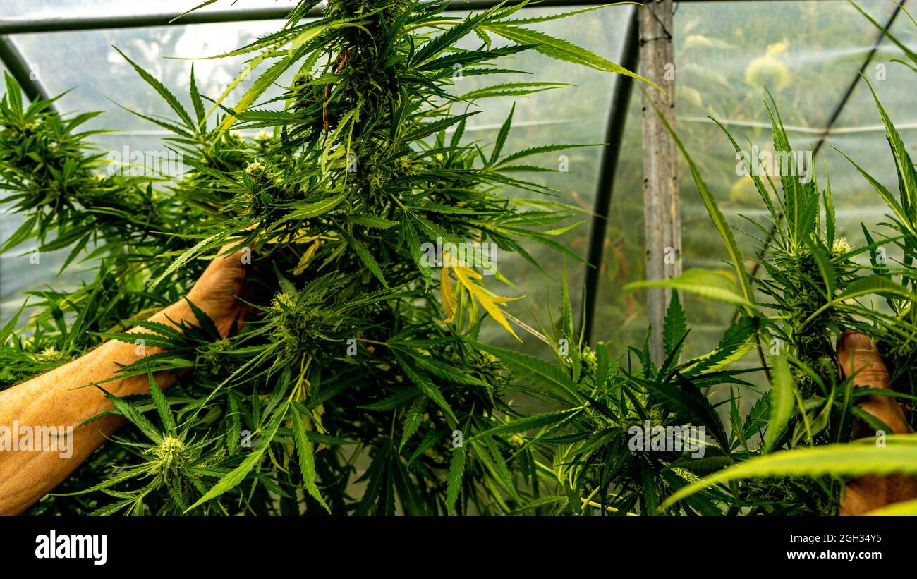 marijuana plant maturing with huge flowers Stock Photo - Alamy