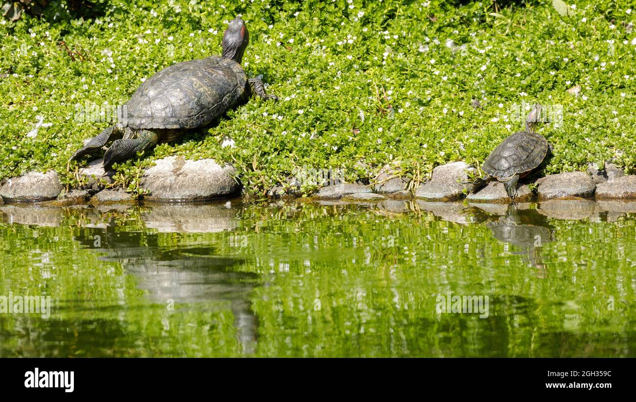 Parent and baby Red-eared slider turtles sun bathing near pond. Santa Clara County, California, USA. Stock Photo