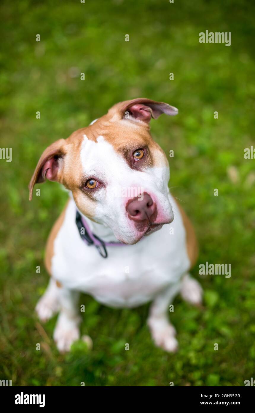 why-does-my-dog-tilt-his-head-when-talking