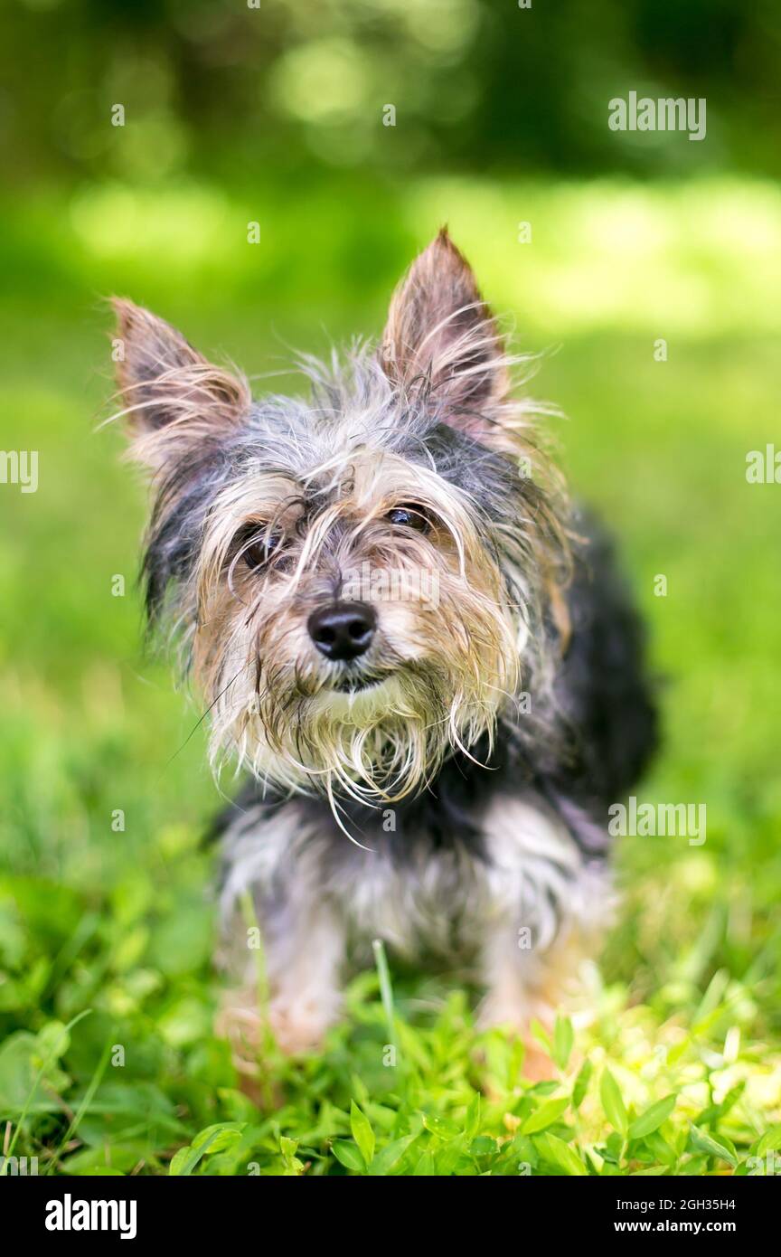 Messy hair dog hi-res stock photography and images - Alamy Messy hair dog hi-res stock photography and images - Alamy