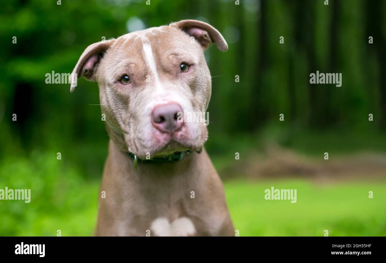 A cute Pit Bull Terrier x Shar Pei mixed breed dog listening with a head tilt Stock Photo