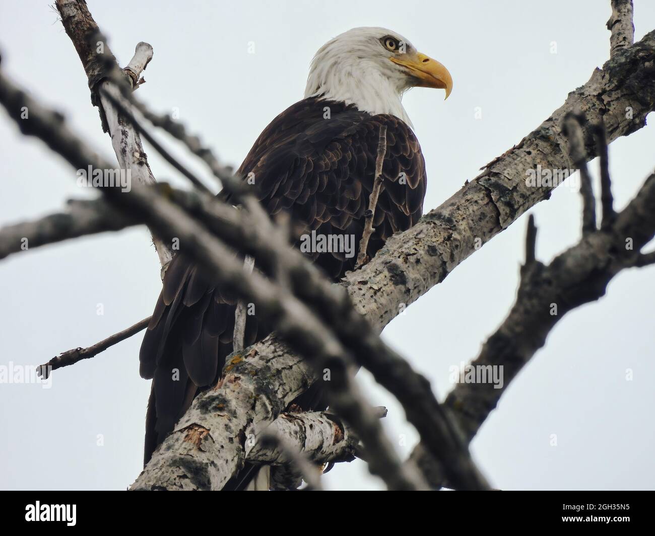 Bald Eagle on Branch: An American bald eagle bird of prey raptor in a profile view as it is perched in a tree Stock Photo