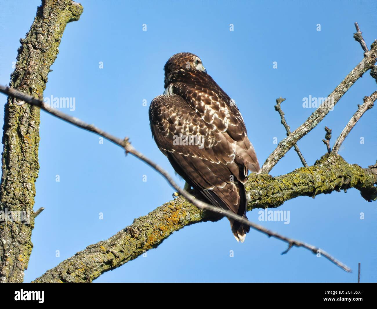 Red Tailed Hawk Perched On Branch A Young Red Tailed Hawk Bird Of Prey Raptor Is Perched On A Branch Looking Out To Its Side Stock Photo Alamy