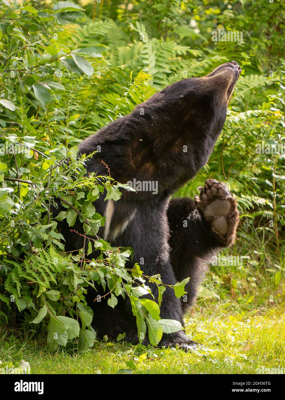 WARREN, VERMONT, USA - American black bear scratching itself. Ursus americanus Stock Photo