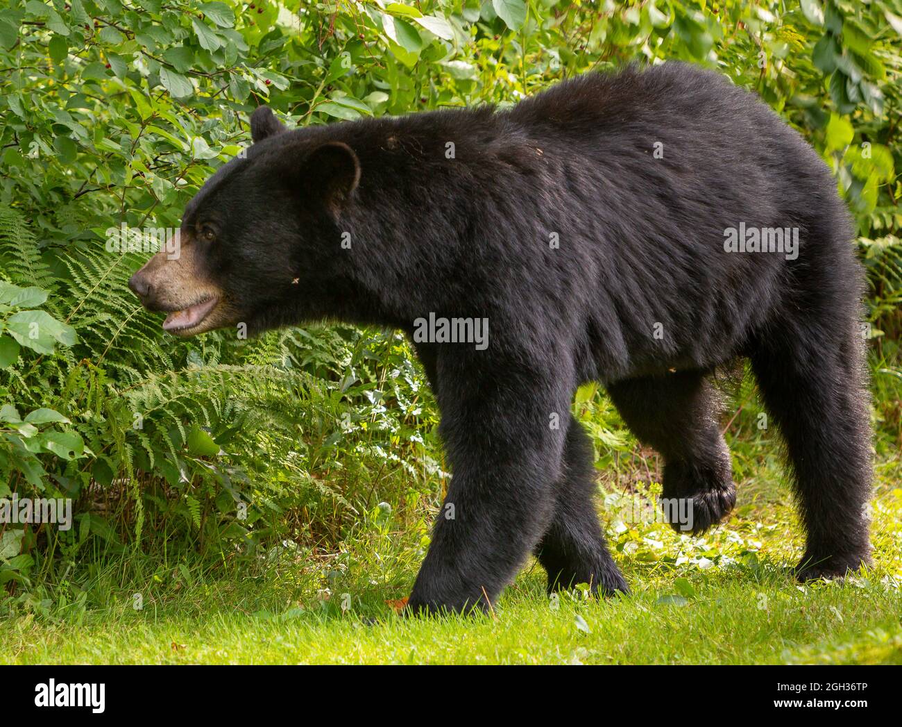 WARREN, VERMONT, USA - American black bear. Ursus americanus Stock Photo