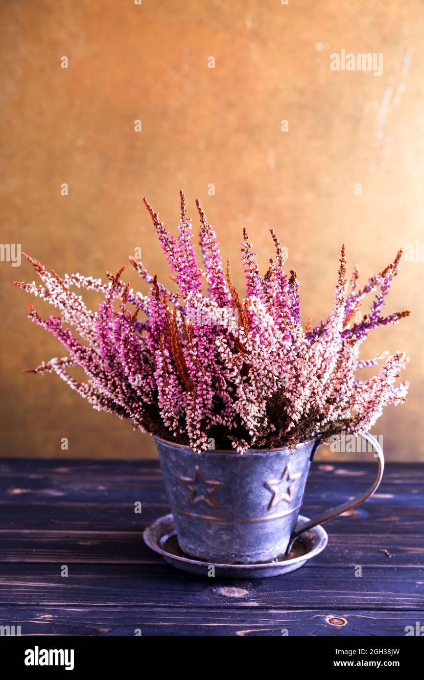 Erica gracilis plant in a pot in autumnal colors, vintage style Stock Photo