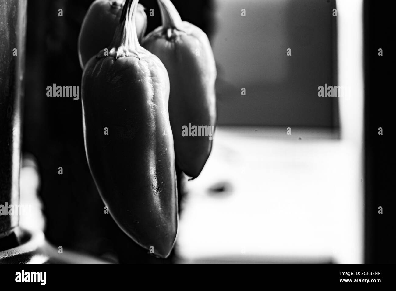 Little red peppers on a twig. Ripe vegetables, dried and shriveled in a dark environment. Stock Photo