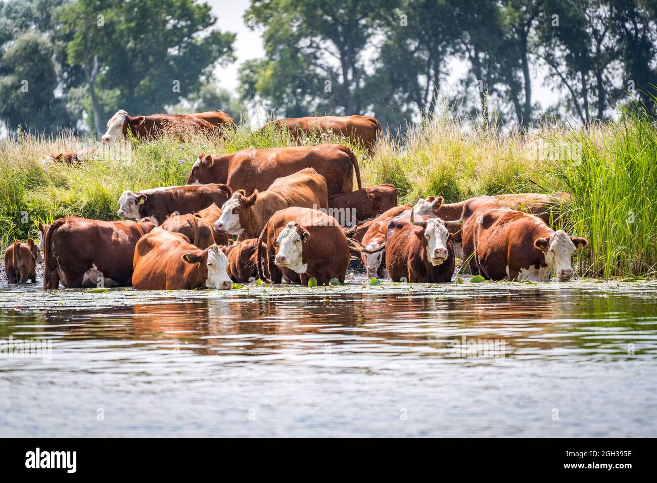 cattle of cows bathing in water Stock Photo Alamy