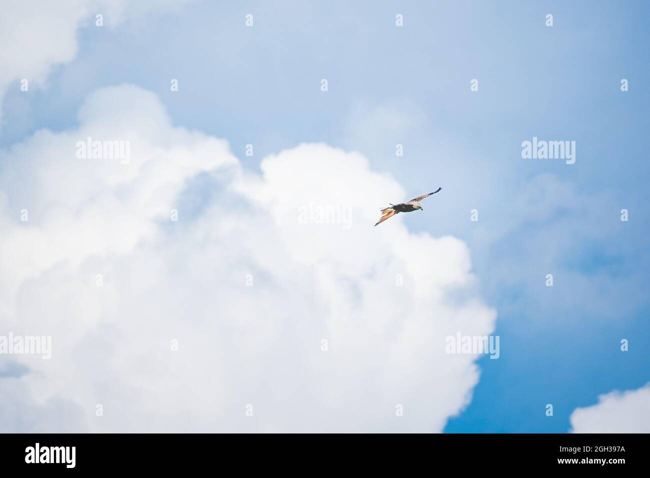 osprey flying in blue sky Stock Photo - Alamy