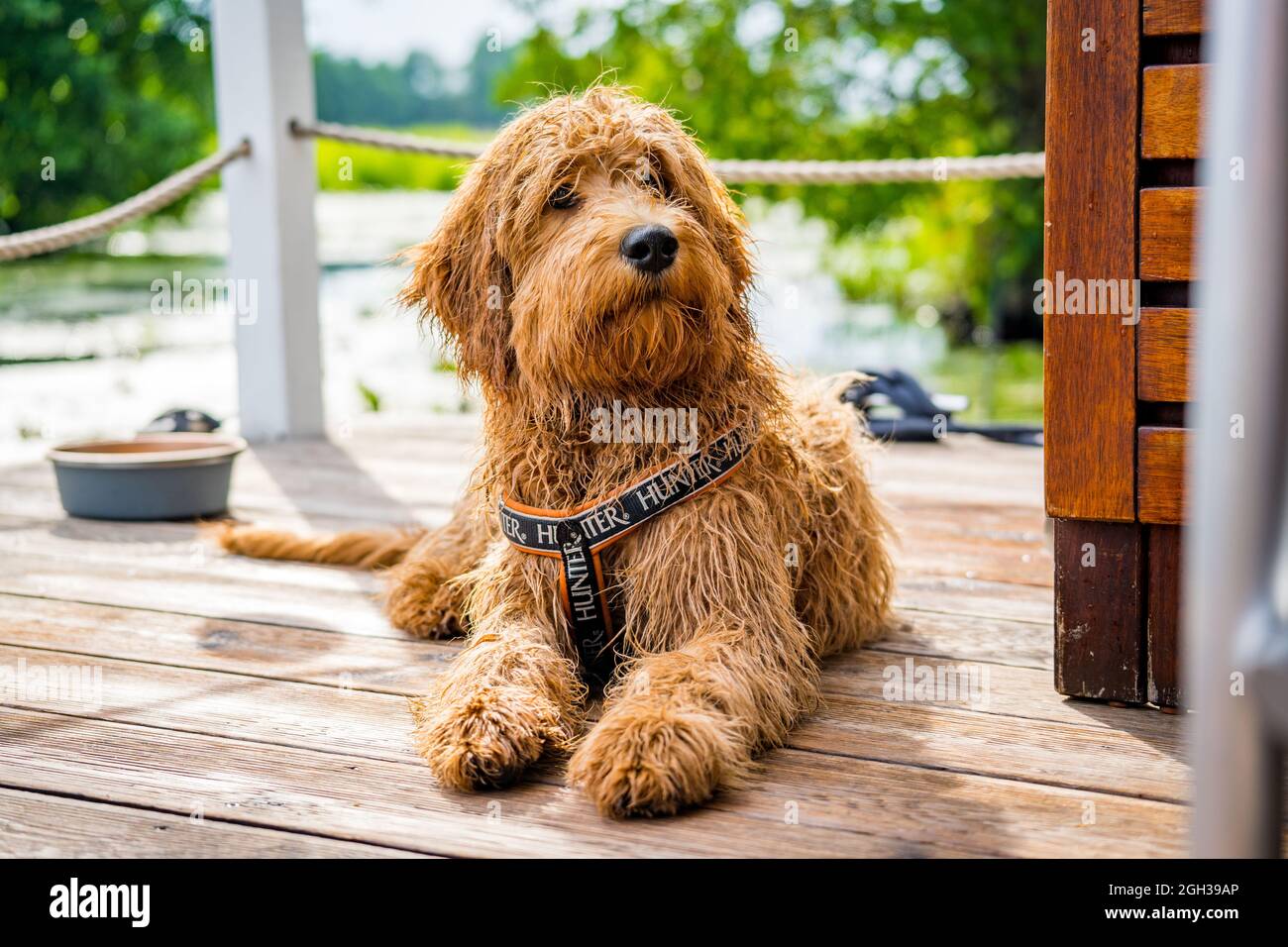 Goldendoodle terrier mix hi res stock photography and images Alamy