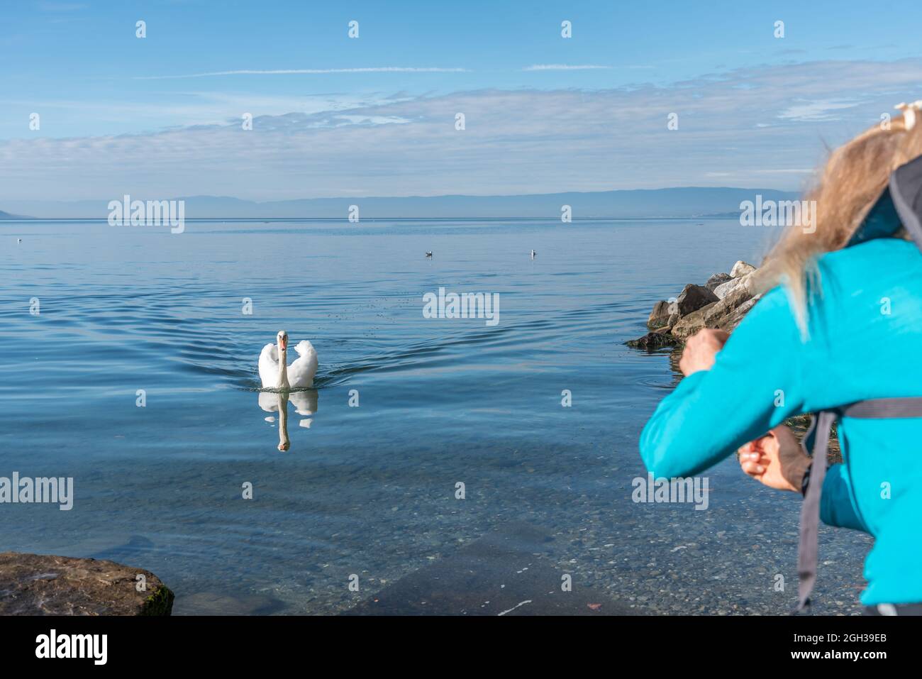 Selective focus on a swan swimming towards a blonde woman feeding him at the edge of a lake with calm, blue water Stock Photo