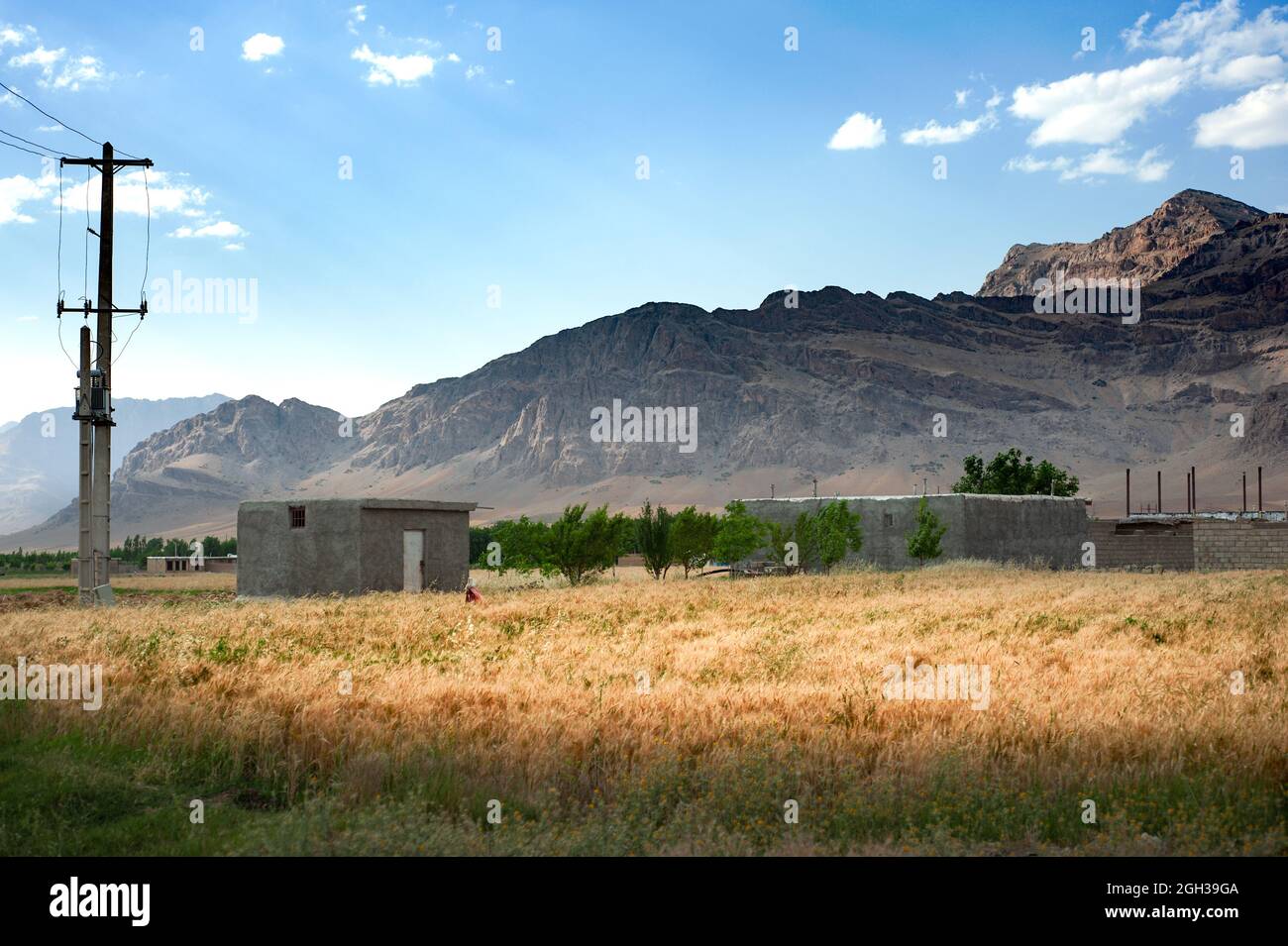 Wheat field with mountain and country houses in Khuzestan Province, iran Stock Photo