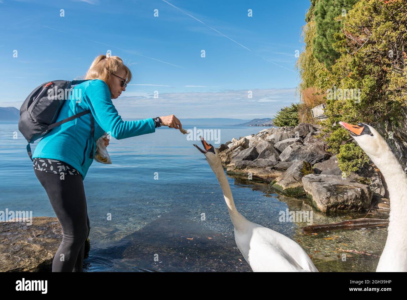 Caucasian blonde adult woman feeding two white swans in a alpine lake in a sunny day Stock Photo