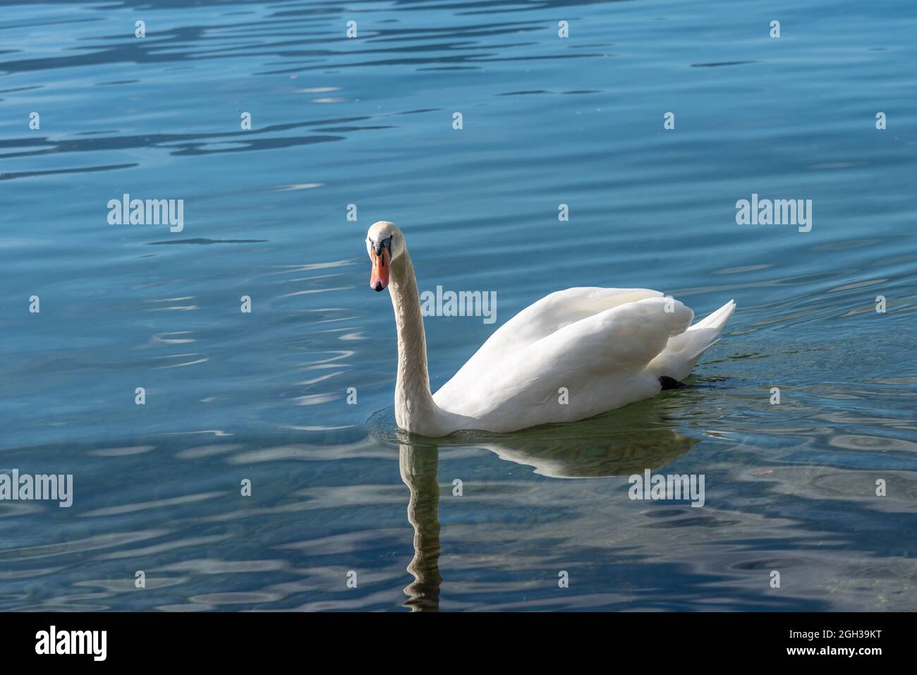 White swan floating in a crystal clear lake with its image reflected in the water on a sunny day. Stock Photo
