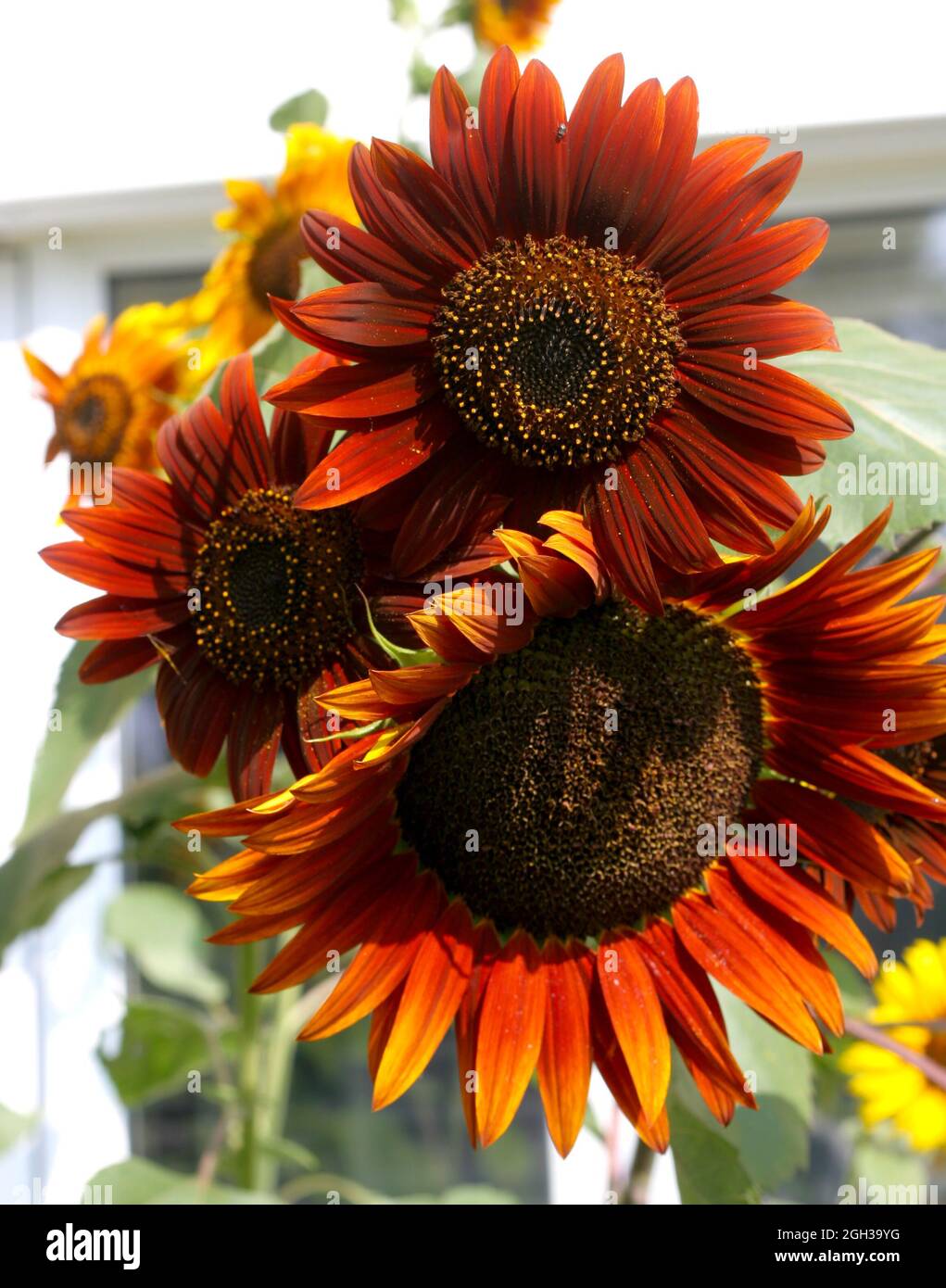 Sunflowers facing sun hires stock photography and images Alamy