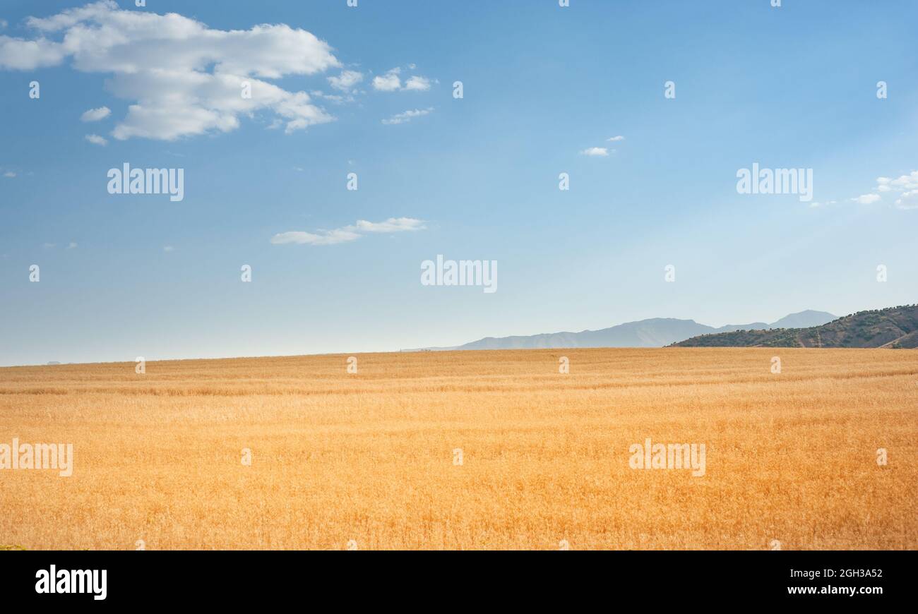 Wheat field on the hill with blue and partly cloudy sky in khizestan province, iran Stock Photo