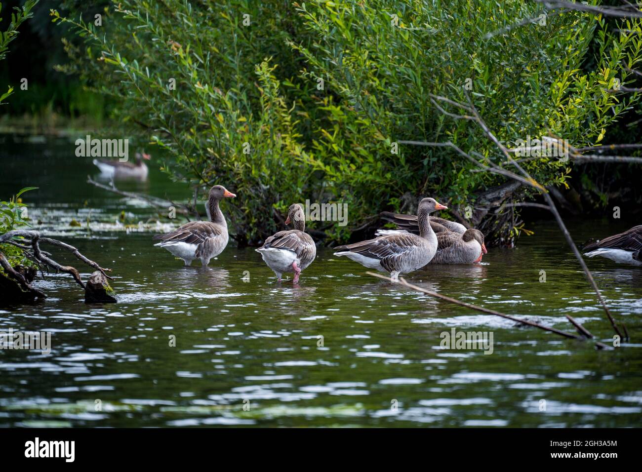 family of ducks on water Stock Photo