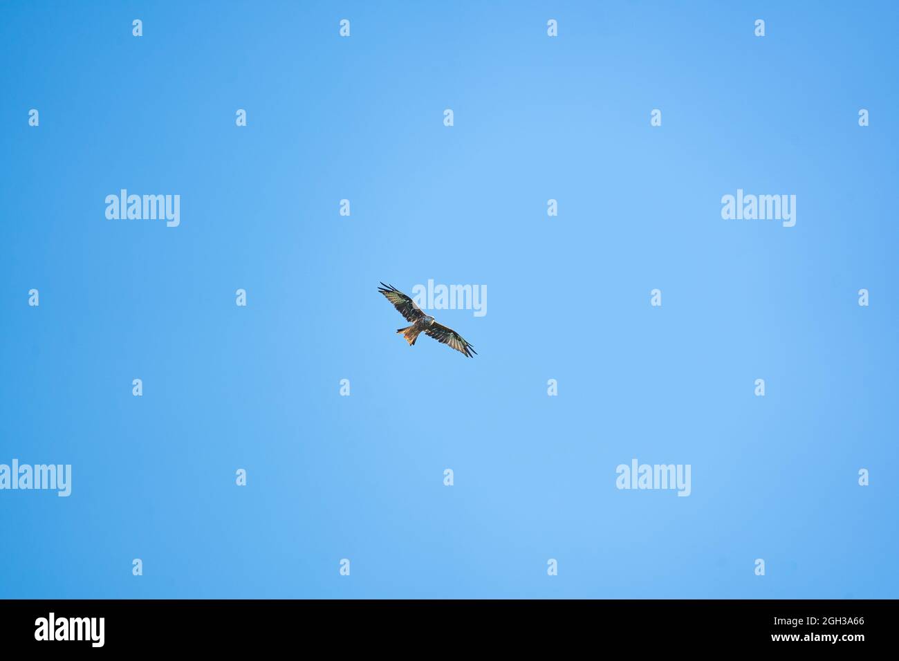 osprey flying in the blue sky Stock Photo - Alamy