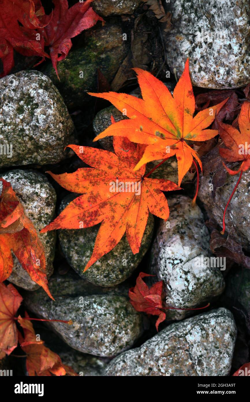 Orange maple leaves that fell on the paving stones Stock Photo - Alamy