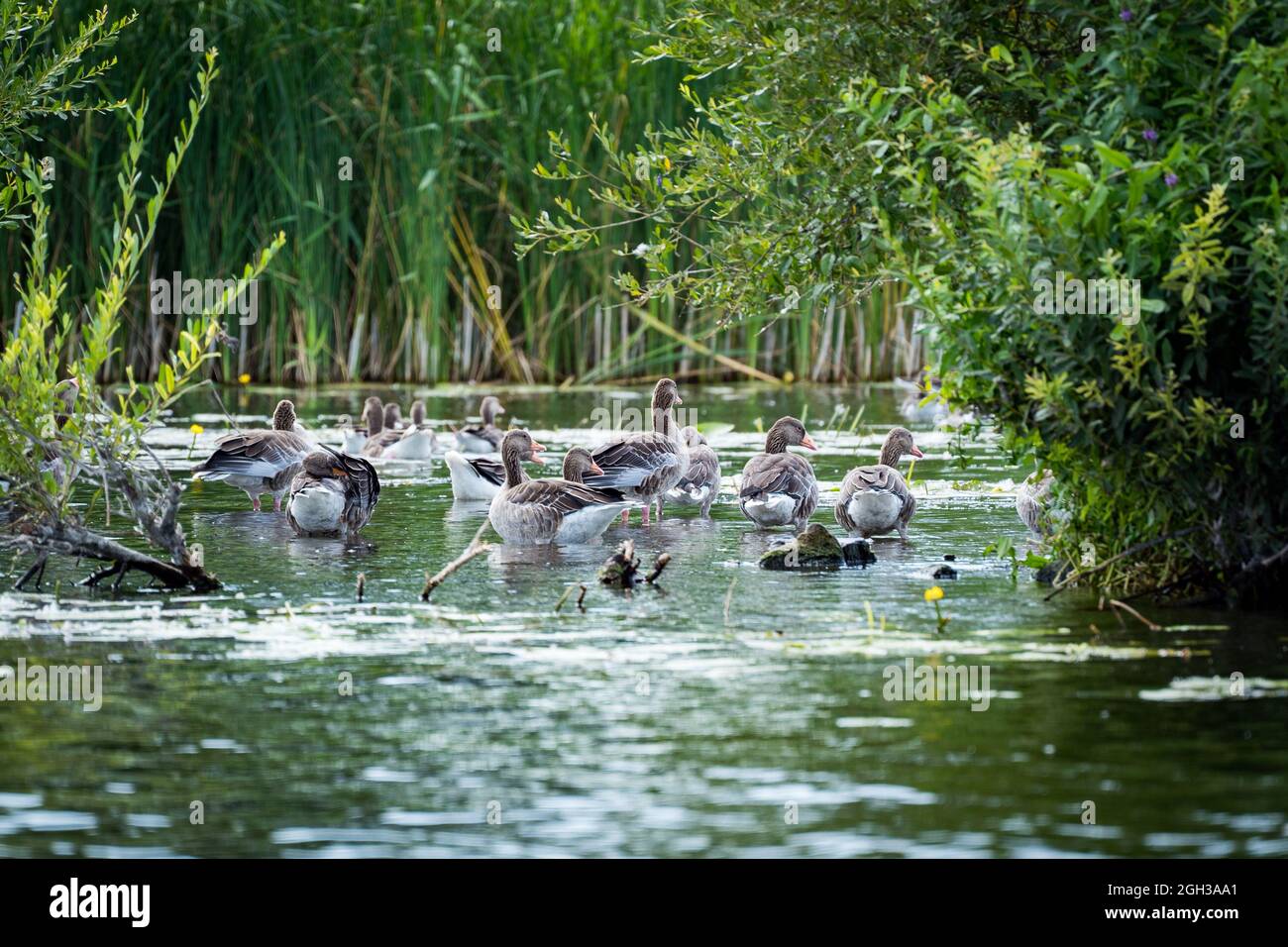 ducks swimming in the lake Stock Photo