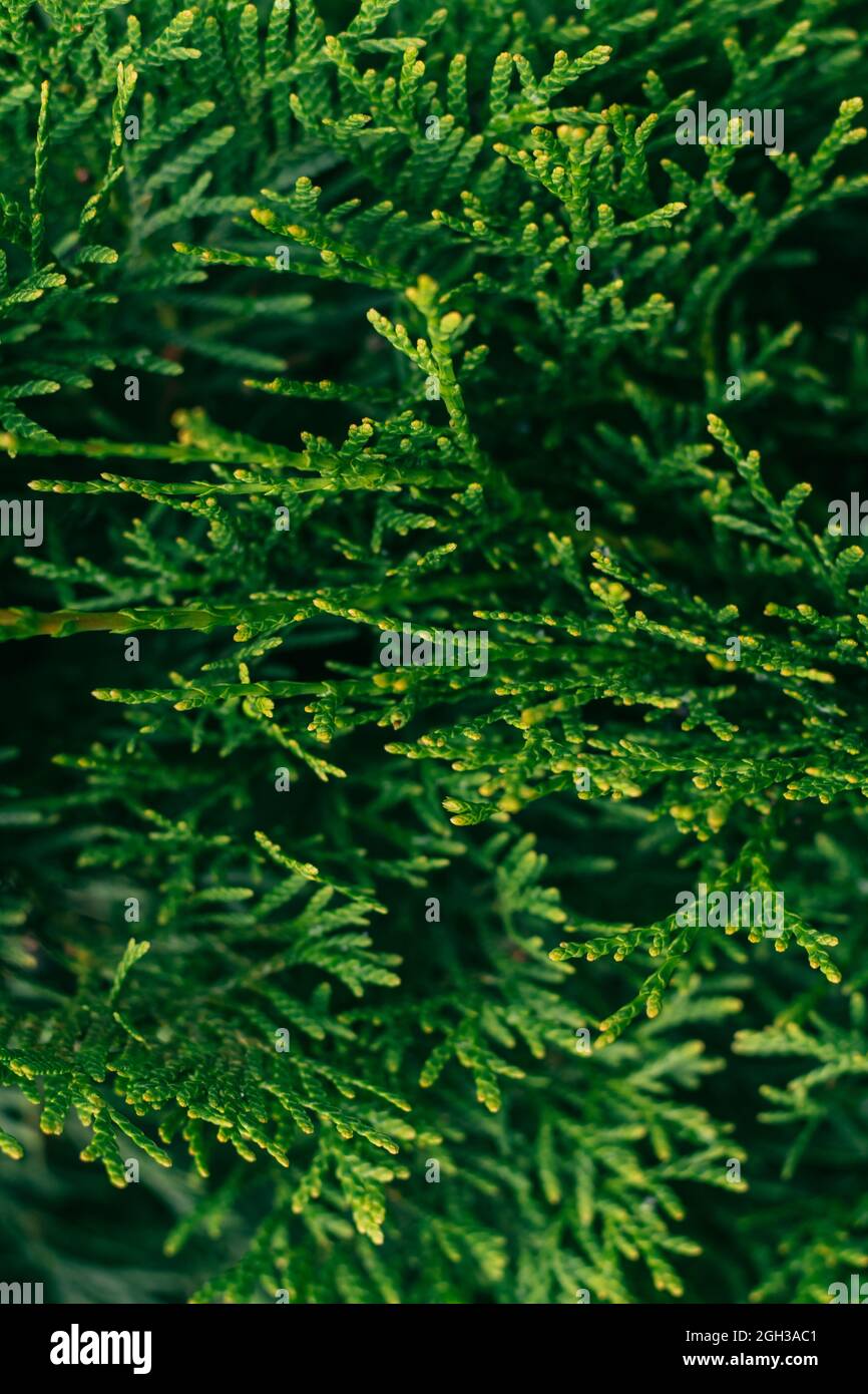 Creative partially blurred background of green thuja branches. Copy space. Vertical Stock Photo