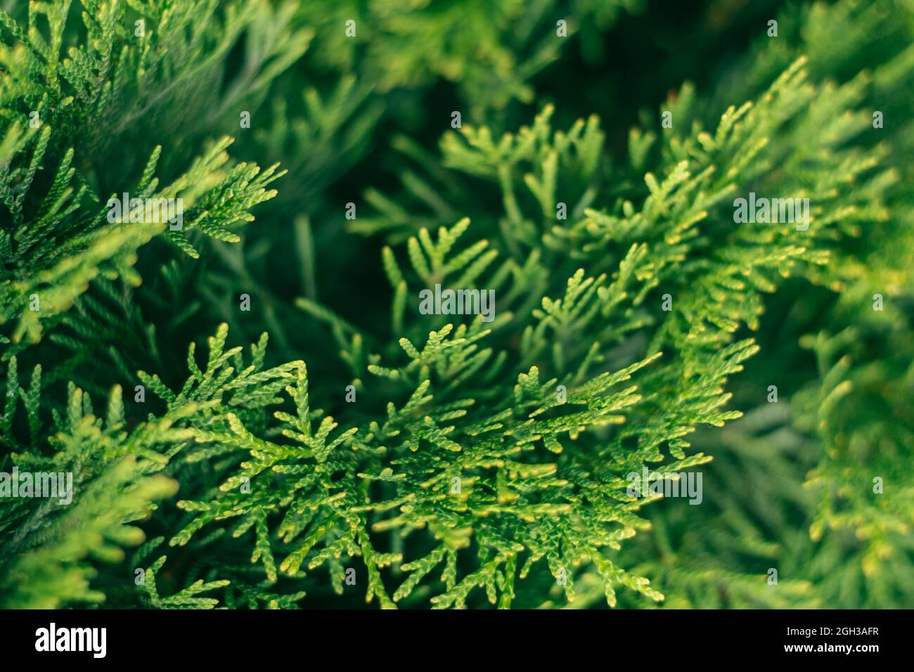 Creative partially blurred background of green thuja branches. Copy space Stock Photo