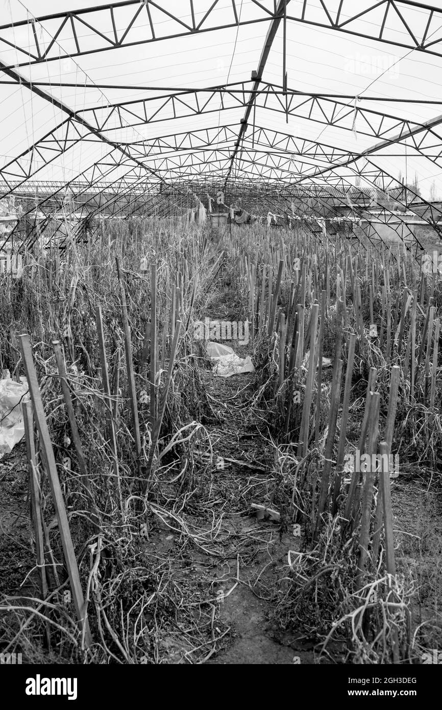 Abandoned greenhouses. Destroyed greenhouse of a ruined hothouse economy. Abandoned greenhouse. Frame greenhouses without glass and film. Stock Photo