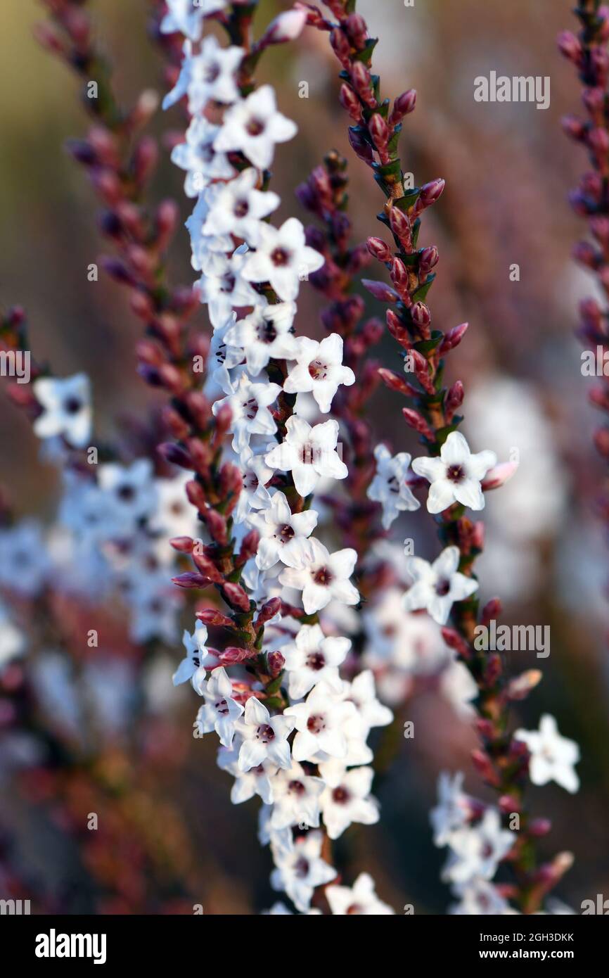 Pink and white flowers and buds of the Australian native Coast Coral Heath, Epacris microphylla, family Ericaceae, in woodland, Sydney, Australia Stock Photo